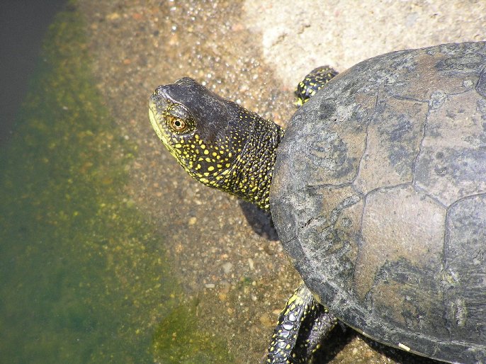 Emys orbicularis dalla Sardegna